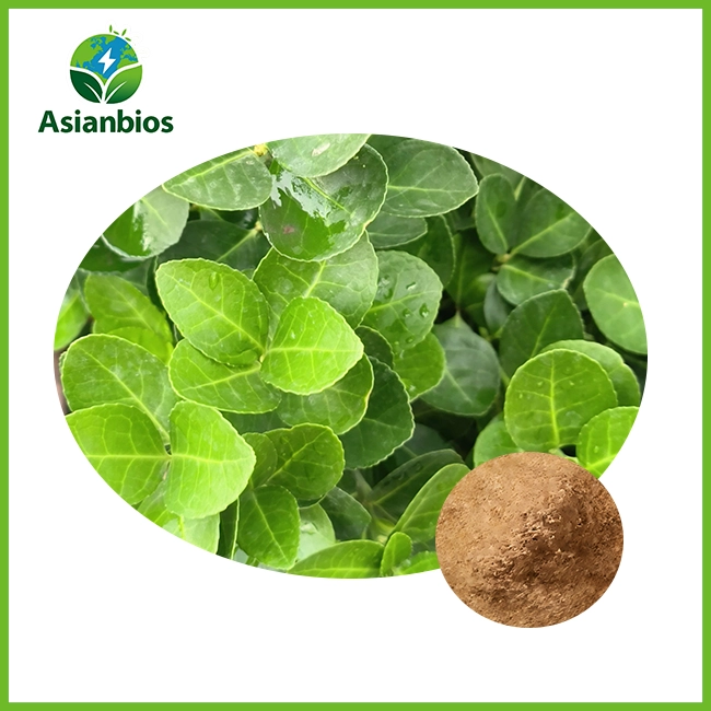 Ilex leaf extract